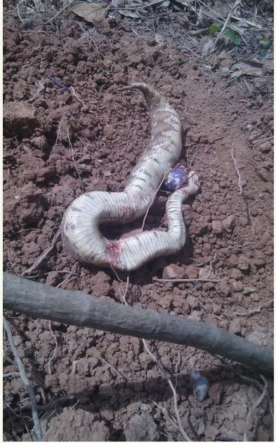 in-virgin-birth-snake-gets-pregnant-by-herself-at-boston-aquarium